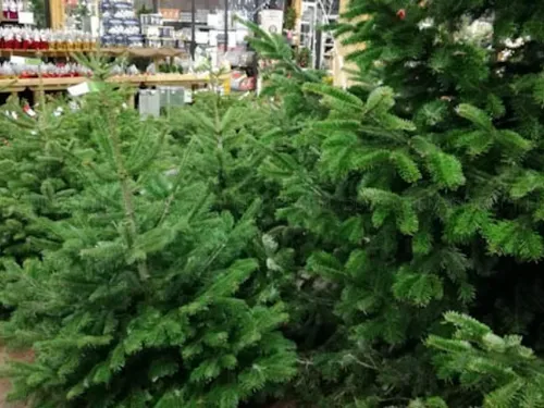 Metz / Nancy : que faire de son sapin après les fêtes ?