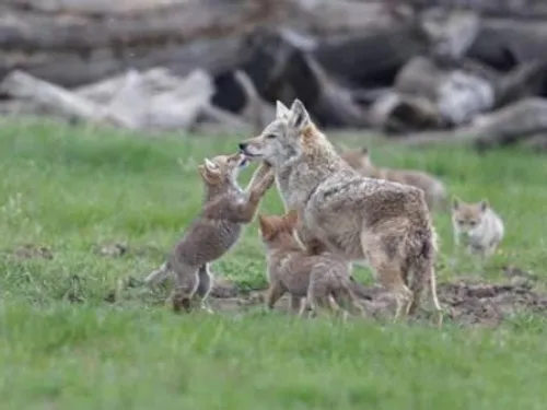Babyboom au parc Sainte-Croix : un carnet rose bien rempli
