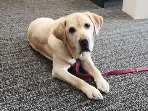 Wouf Expo : un rendez-vous pour les chiens et leurs maîtres dans la...