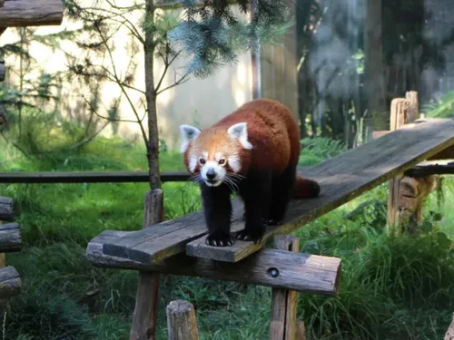 Wake up : vos places pour le Zoo d’Amneville 