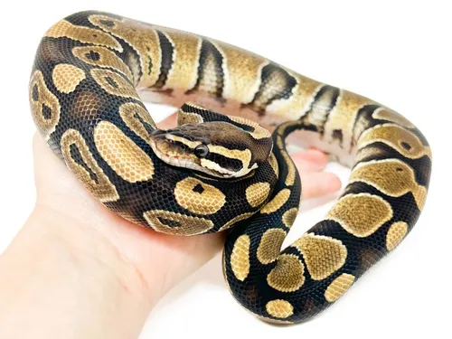 Un python d'un mètre et demi retrouvé dans un appartement à Toulouse