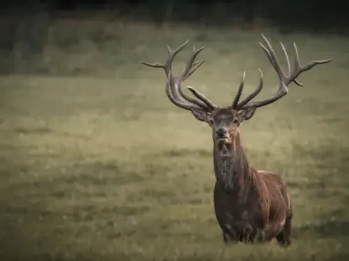 Sorties chamois et brâme du cerf