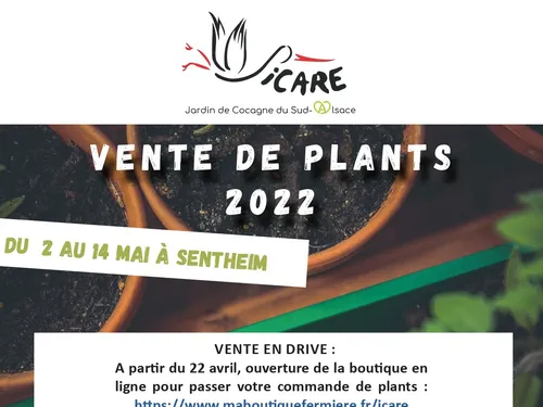 Vente de Plants