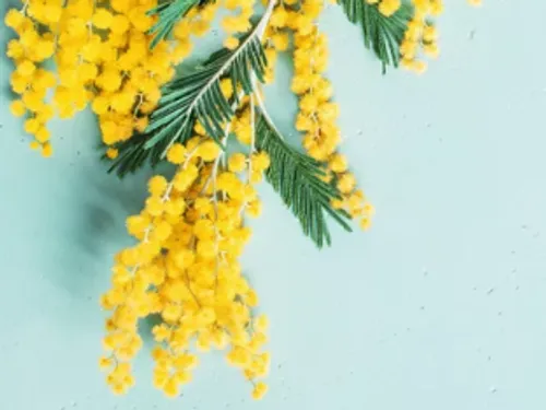 Vente annuelle de mimosas au profit de l'Institut Curie