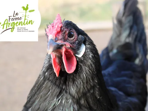 Des animations à la Ferme d'Argentin 