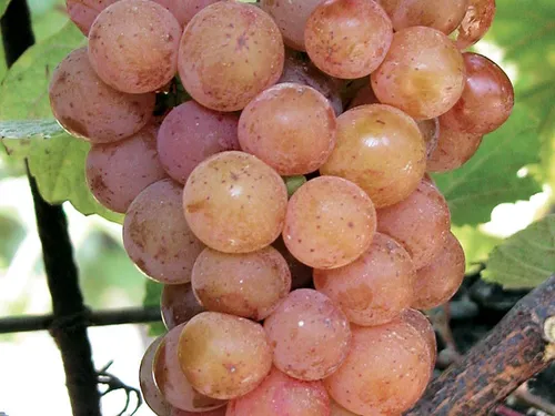 Vendanges 2026 en Alsace : la date sera dévoilée le 17 août, une...