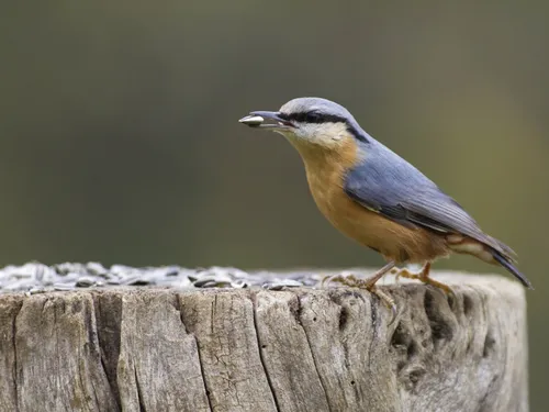 Y a-t-il des oiseaux dans votre jardin ? 