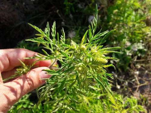 Les pollens d’ambroisie sous surveillance en Bourgogne-Franche-Comté