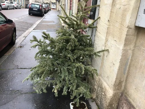 La collecte des sapins commence dans la métropole 