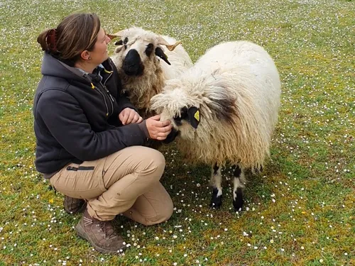 En vidéo : des moutons utilisés comme tondeuses écologiques