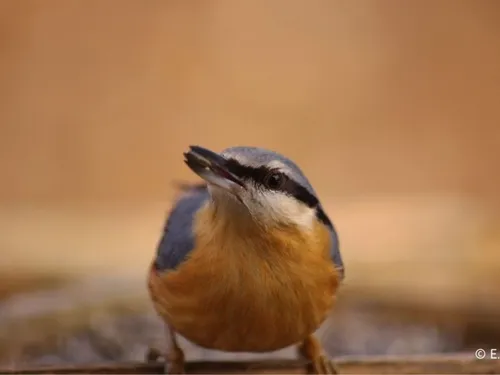 Tous aux aguets pour compter les oiseaux 