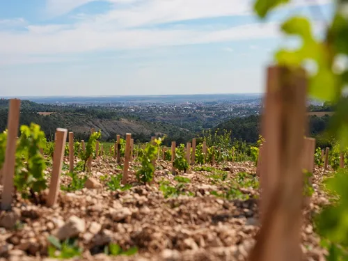 Le groupe JDA aménage des vignes à Corcelles-les-Monts 