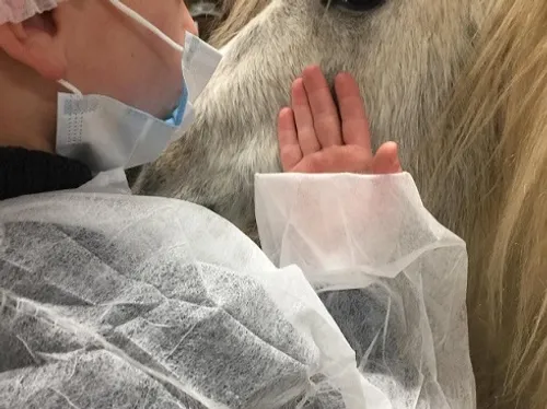 Soigner les maux grâce aux animaux : découvrez l’association...