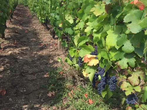 Unique au monde : le point sur la situation économique des vins de...