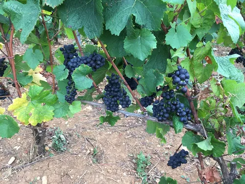 Hautes-Côtes de Beaune et de Nuits : un nouveau projet collectif et...