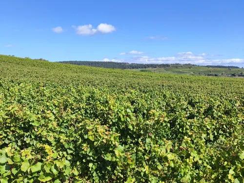 La filière viticole bourguignonne s’engage pour l’avenir