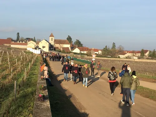 Saint-Vincent Tournante Maranges 2026 : comment y-aller ? 