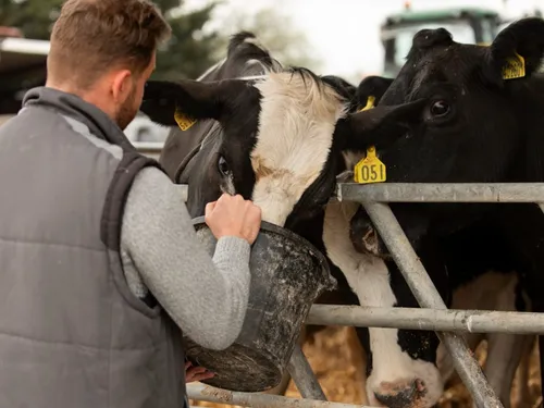 Dermatose nodulaire contagieuse : Catherine Hervieu apporte son...