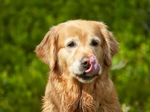 Quel est le chien préféré des Bourguignons ? 