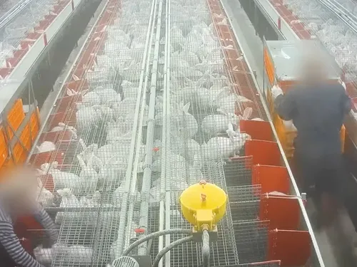 « Filière Cruauté » : L214 prévoit une mobilisation au Carrefour de...