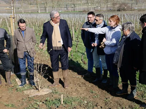 Pommard : de nouvelles expérimentations sur les vignes...