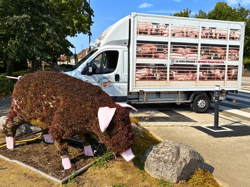 Un camion faisant retentir des cris de cochons agonisants aperçu à...