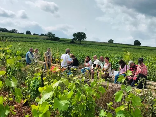 De la vigne à la bouteille : connaissez-vous vraiment tous les...