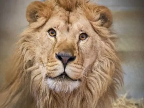 Les douaniers dijonnais accompagnent le sauvetage de trois lions...