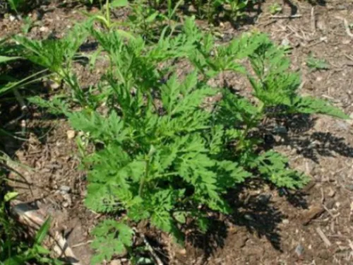Lutter contre l'ambroisie en Bougogne-Franche-Comté
