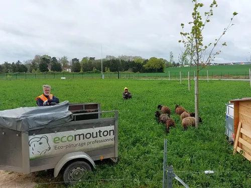 La plateforme Giphar de Ouges adopte l’éco pâturage 