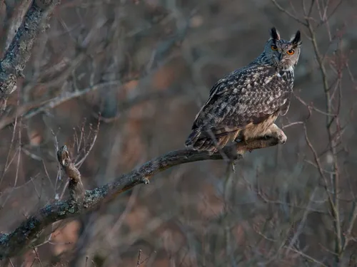 De chouettes animations dans la région
