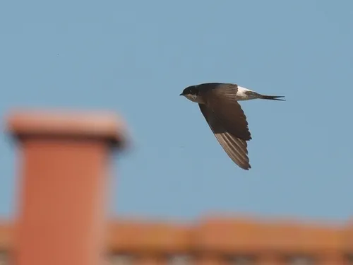 Avez-vous aperçu ces hirondelles près de chez vous ? 