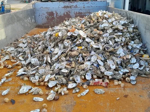 1,5 tonne de coquilles collectées à Chevigny