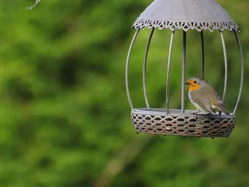 Tous aux aguets pour compter les oiseaux