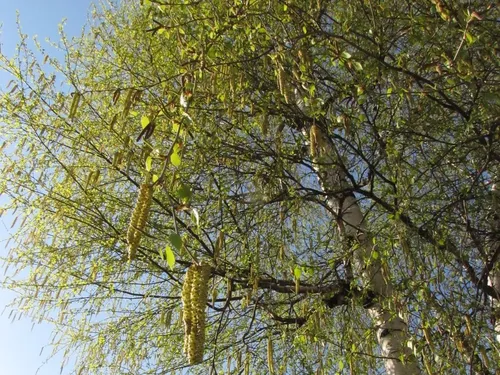Pollens : la pluie devrait bientôt soulager les allergiques 