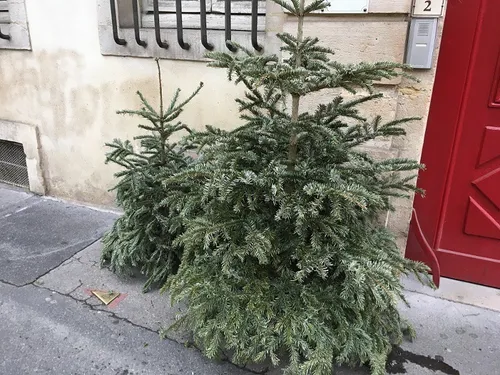 La collecte des sapins a commencé dans la métropole dijonnaise 