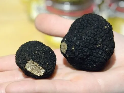 Découvrez la route de la truffe de Bourgogne