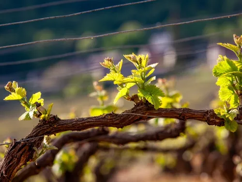 Trois siècles de bulles en Bourgogne : une table ronde pour tout...
