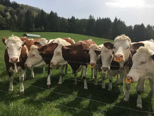 La filière viande en Bourgogne-Franche-Comté : un pilier économique...