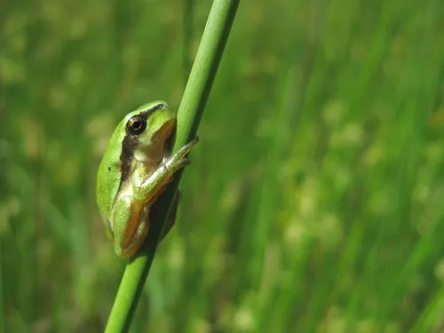 Venez participer à l’opération nationale "Fréquence Grenouille" 