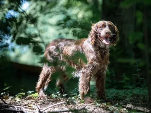 Salon de l'agriculture : les chiens de Bourgogne-Franche-Comté à...
