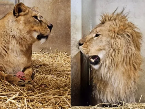 Le Parc de l’Auxois accueille trois lions, rescapés de la guerre en...