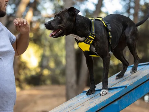 Salon de l’Agriculture 2026 : la Côte-d’Or pourrait remporter le...
