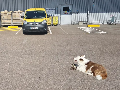 La Poste lance une campagne pour prévenir les morsures de chiens...