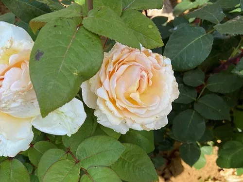 La Rose Côte-d’Or, nouvelle ambassadrice florale du territoire