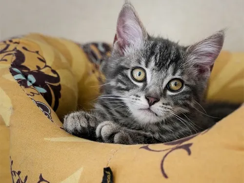 Découvrez comment sera agencé le futur cimetière animalier dijonnais