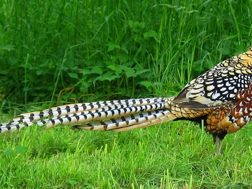 Un « faisan malfaisant » terrorise La Celle-les-Bordes