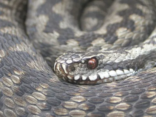 Quels serpents sont les plus présents dans les forêts franciliennes ? 