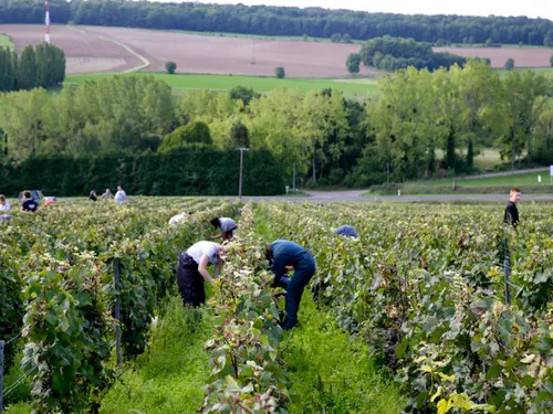 Vendanges 2026 : les recrutements ont commencé dans les...