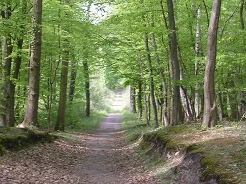 Le violeur présumé avait sévi en forêt de Saint-Germain-en-Laye